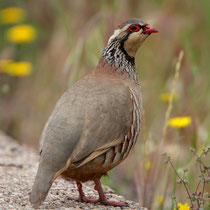 Rothuhn (Alectoris rufa), bei Trujillo /Extremadura E