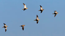 Sandflughuhn (Pterocles orientalis), Castro Verde, Portugal