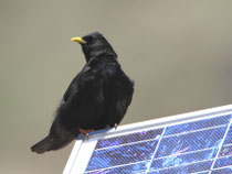 Alpendohle (Pyrrhocorax graculus), Ritomsee TI