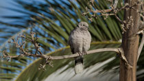 Türkentaube (Streptopelia decaocto), Fuerteventura
