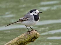 Bachstelze (Motacilla alba), Flachsee