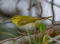 Waldlaubsänger (Phylloscopus sibilatrix), Lesbos, Griechenland