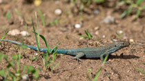 Balearen-Eidechse (Podarcis lilfordi), Mallorca