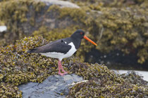 Austernfischer (Haemotopus ostralegus), Mull, GB