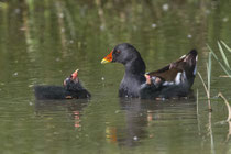 Teichhuhn (Gallinula chloropus) mit zwei Küken, Limmatspitz