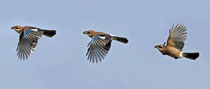 Eichelhäher (Garrulus glanarius), Schinznach, Collage