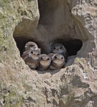 Uferschwalbe (Riparia riparia), Stetten