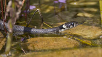 Ringelnatter (Natrix natrix), Villnachern