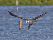 Fischadler (Pandion haliaetus), Albufera, Mallorca