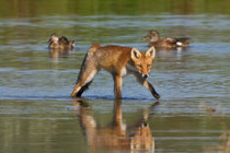 Rotfuchs (Vulpes vulpes), Flachsee