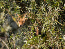 Rotfuchs (Vulpes vulpes), Klingnauer Stausee