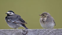 Trauerbachstelze (Motacilla alba yarrellii), Weibchen mit Jungvogel, Mull GB