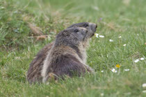 Alpenmurmeltier (Marmota), Bedrettotal TI