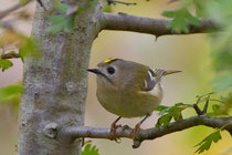 Wintergoldhähnchen (Regulus regulus), Klingnauer Stausee