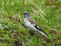 Schneesperling (Montifringilla nivalis), Prachtkleid, Furka Passhöhe