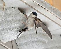 Mehlschwalbe (Delichon urbicum) an einem Kunstnest, Brugg-Lauffohr