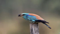 Blauracke (Coracias Garrulus),Castro Verde, Portugal