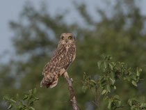 Sumpfohreule (Asio flammeus), Pasvik, Norwegen