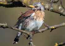 Wacholderdrossel (Turdus pilaris), Umiken (Brugg)