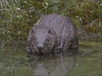 Biber (Castor fiber), Umiker Schachen (Brugg)