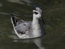 Thorshühnchen (Phalaropus fulicaria), Brienz BE