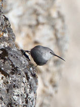 Mauerläufer (Tichodroma muraria), Creux du Van NE