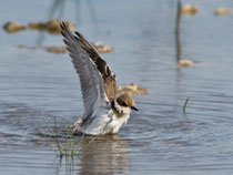 Seeregenpfeifer (Charadrius alexandrinus), Albufera, Mallorca