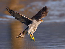 Habicht (Accipiter gentilis), La Sauge /Cudrefin VD