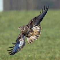 Mäusebussard (Buteo buteo), Möhlin