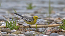 Zitronenstelze (Motacilla citreola), Schmerikon SG