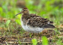 Graubrust-Strandläufer (Calidris melanotos), Nuolener Ried