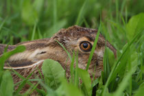 Feldhase (Lepus europaeus), Krümmi FR