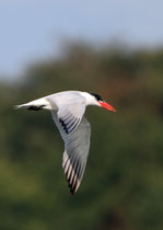 Raubseeschwalbe (Hydroprogne caspia), Klingnauer Stausee