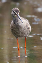 Dunkler Wasserläufer (Tringa erythropus), Wauwilermoos LU