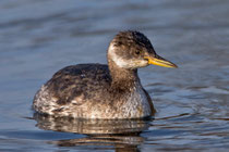 Rothalstaucher (Podiceps grisegena), Schlichtkleid, Baldeggersee