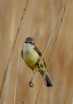 Schafstelze (Motacilla flava), La Sauge de Cudrefin