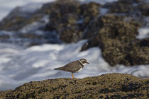 Sandregenpfeifer (Charadrius hiaticula), Fuerteventura