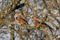 Rotmilan (Milvus milvus), Limmatspitz