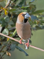 Kernbeisser (Coccothraustes coccothraustes), Männchen im PK, Villnachern
