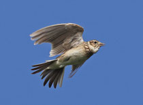 Feldlerche (Alauda arvensis),  Birrfeld