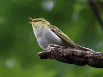 Waldlaubsänger (Phylloscopus sibilatrix), Remigen