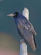 Saatkrähe (Corvus frugilegus), Möhlin