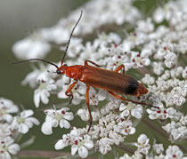 Roter Weichkäfer (Rhagonycha fulva), Auenstein