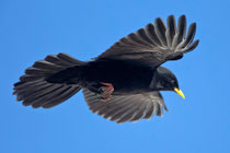 Alpendohle (Pyrrhocorax graculus), Gemmi VS