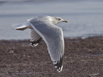 Silbermöwe (Larus argentatus), Prerow, Mecklenburg-Vorpommern
