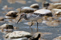 Sumpfläufer (Limicola falcinellus), Schmerikon