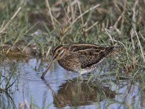 Bekassine (Gallinago gallinago), Albufera, Mallorca