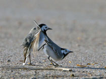 Bachstelze (Motacilla alba), bei der Kopulation, Biebrza, Polen