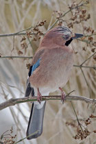 Eichelhäher (Garrulus glanarius), Villnachern