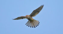 Turmfalke (Falco tinnunculus), Effingen AG